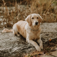 Glendale Dental Centre :: Meet Poppy Dr. Kulyk's Golden Retriever puppy. She joined our team in the spring of 2020.